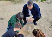 Escolares de Peñíscola reforestan las dunas de la Playa Norte para reforzar su capacidad de contención de temporales marítimos 