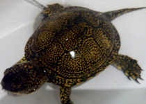 La Policía Local de Peñíscola recupera una tortuga galápago europea, especie en peligro de extinción