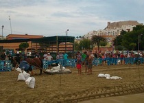 Tiro y arrastre en Peñíscola
