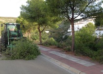 Comienza la poda de los pinos de la Avda Mediterraneo en Fontnova