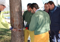El Ayuntamiento de Peñíscola inicia los tratamientos de prevención para la procesionaria