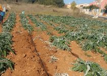 El Ayuntamiento de Peñíscola reúne su Consejo Agrario local para evaluar los efectos negativos en las cosechas a causa de la sobrepoblación de jabalíes.