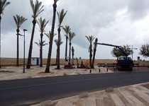 El Ayuntamiento de Peñíscola comienza los trabajos de mejora de la jardinería en el paseo marítimo