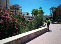 El Ayuntamiento de Peñíscola continúa las fumigaciones para evitar la proliferación de mosquito y exige a Diputación que también cumpla y fumigue desde el aire