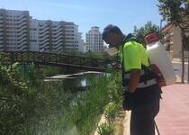 El Ayuntamiento de Peñíscola refuerza las tareas para combatir la proliferación de mosquito y solicita a las administraciones superiores que asuman sus competencias en materia de control de plagas
