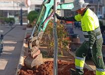 El Ayuntamiento de Peñíscola inicia la ampliación del arbolado en la ciudad