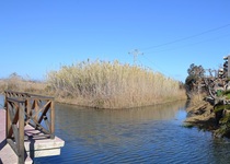 El Ayuntamiento de Peñíscola lleva a cabo las tareas de limpieza y desbroce del marjal