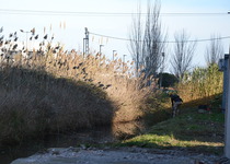 El área de Medioambiente del Ayuntamiento de Peñíscola desbroza la acequia y solicita a Conselleria que actúe en la Serra d'Irta contra la procesionaria