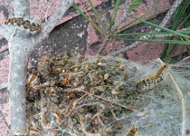 El Ayuntamiento actúa contra la procesionaria del pino