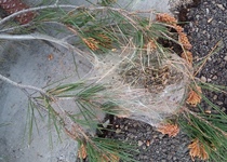 El Ayuntamiento de Peñíscola  tacha de insuficiente la respuesta de Conselleria frente  a la Procesionaria