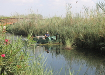 El Ayuntamiento de Peñíscola ultima la segunda fase de desbroce y poda de cañas de acequias y marjal