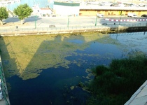 El Ayuntamiento de Peñíscola en pleno acuerda ofrecer a la Generalitat su colaboración para la limpieza de la balsa del puerto